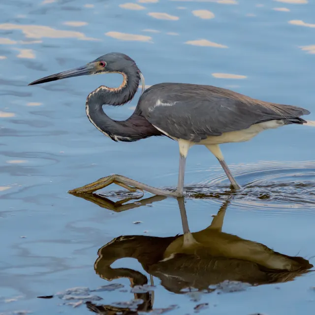 Tricolored Heron
