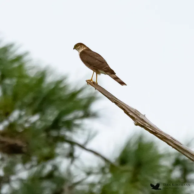 Accipiter on a snag