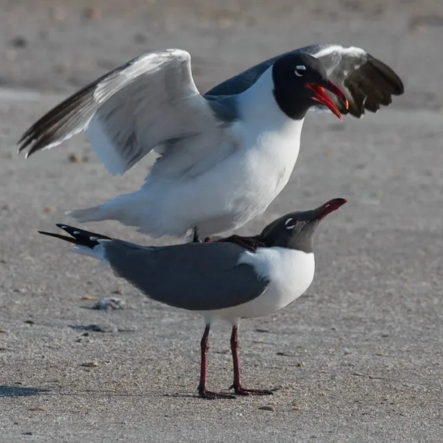 Laughing Gulls copulating