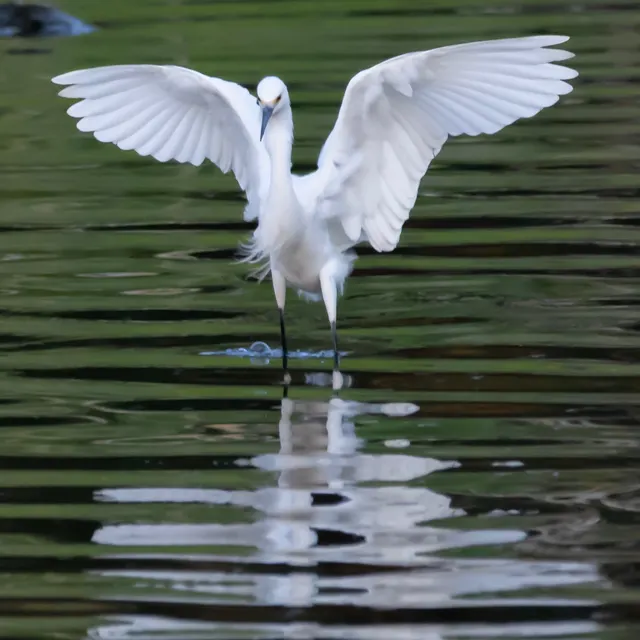 Snowy Egret landing