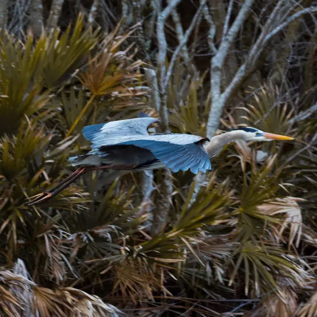 Great Blue Heron in flight