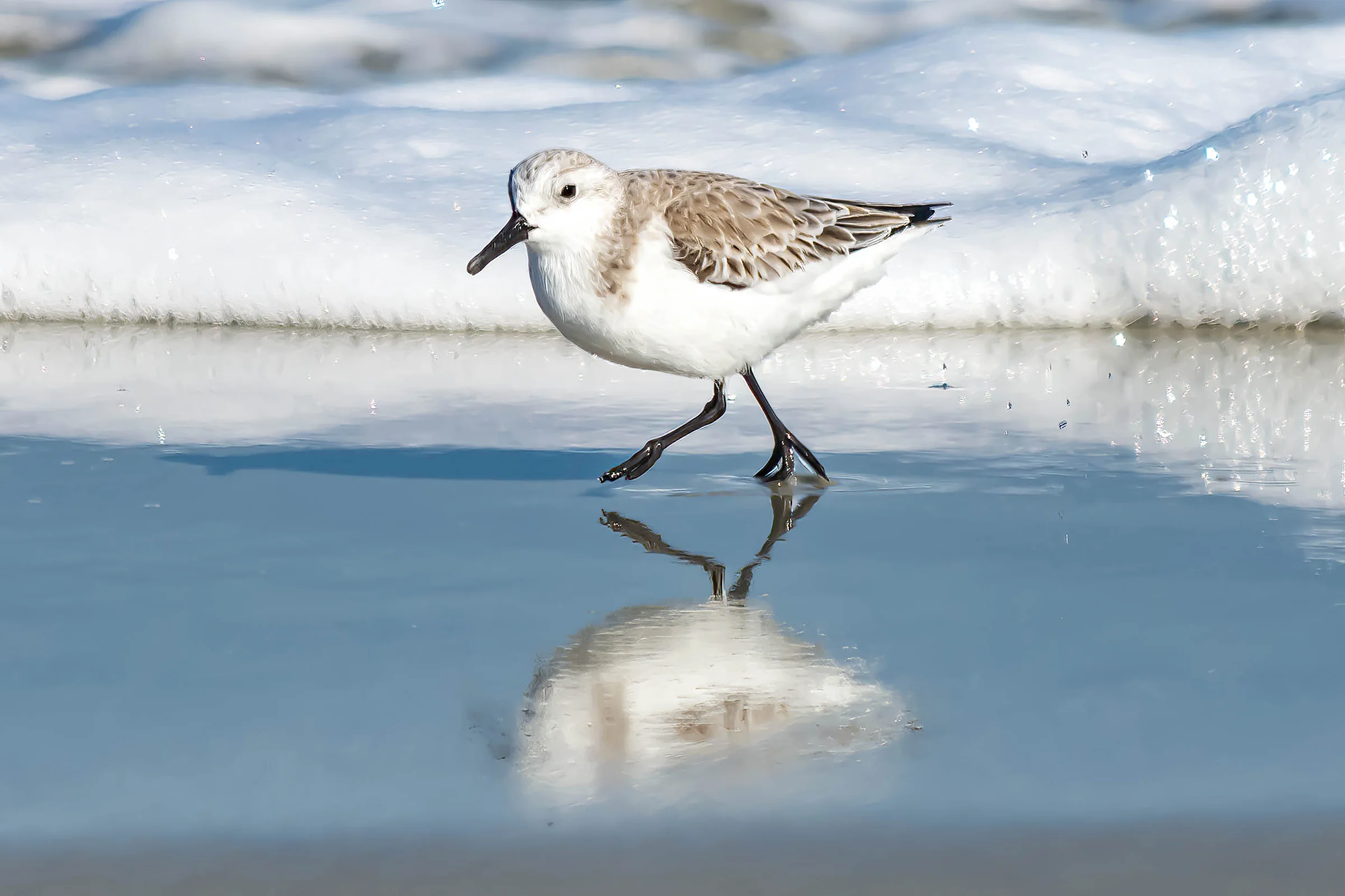 Sanderling