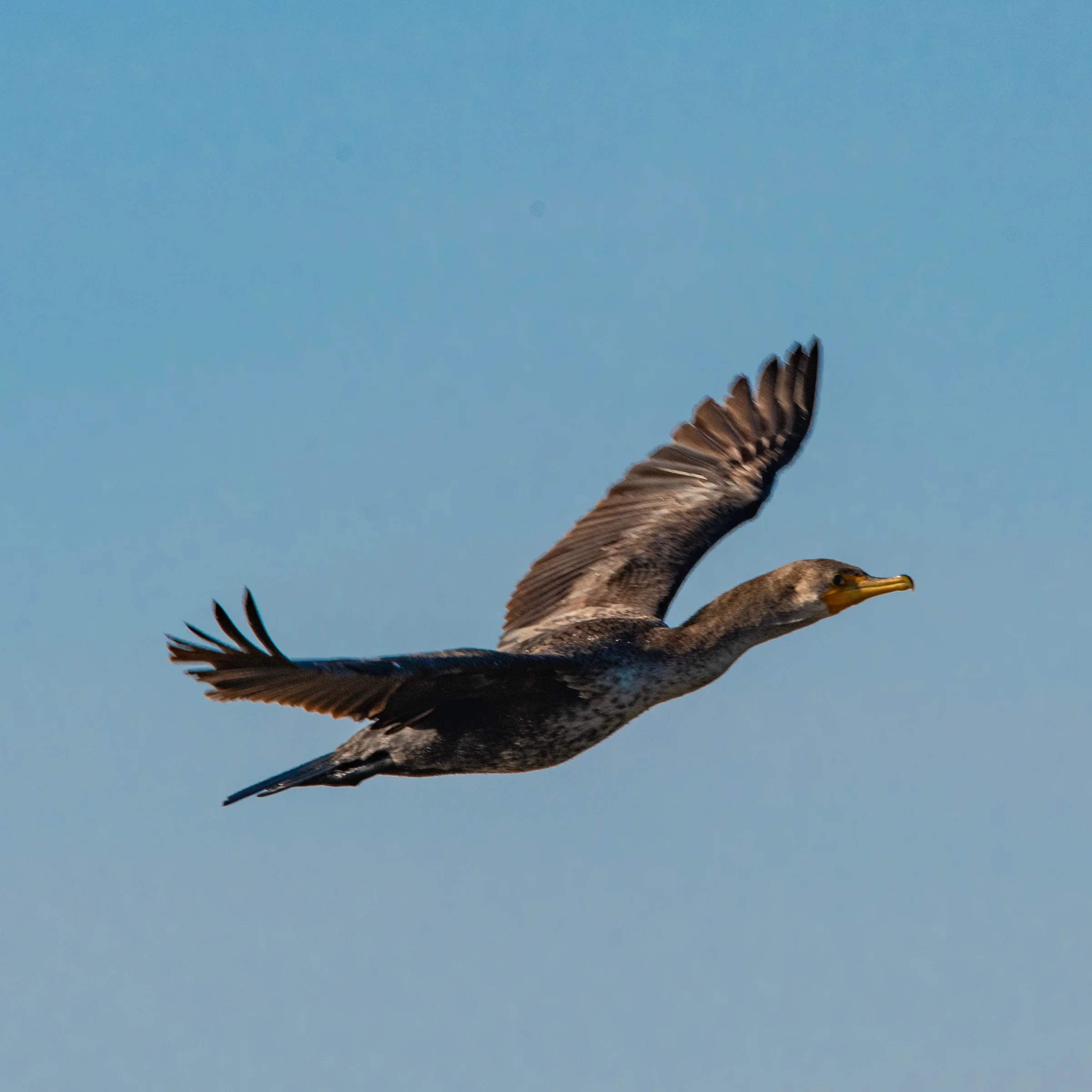 Double-crested Cormorant