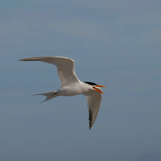 Royal Tern in flight