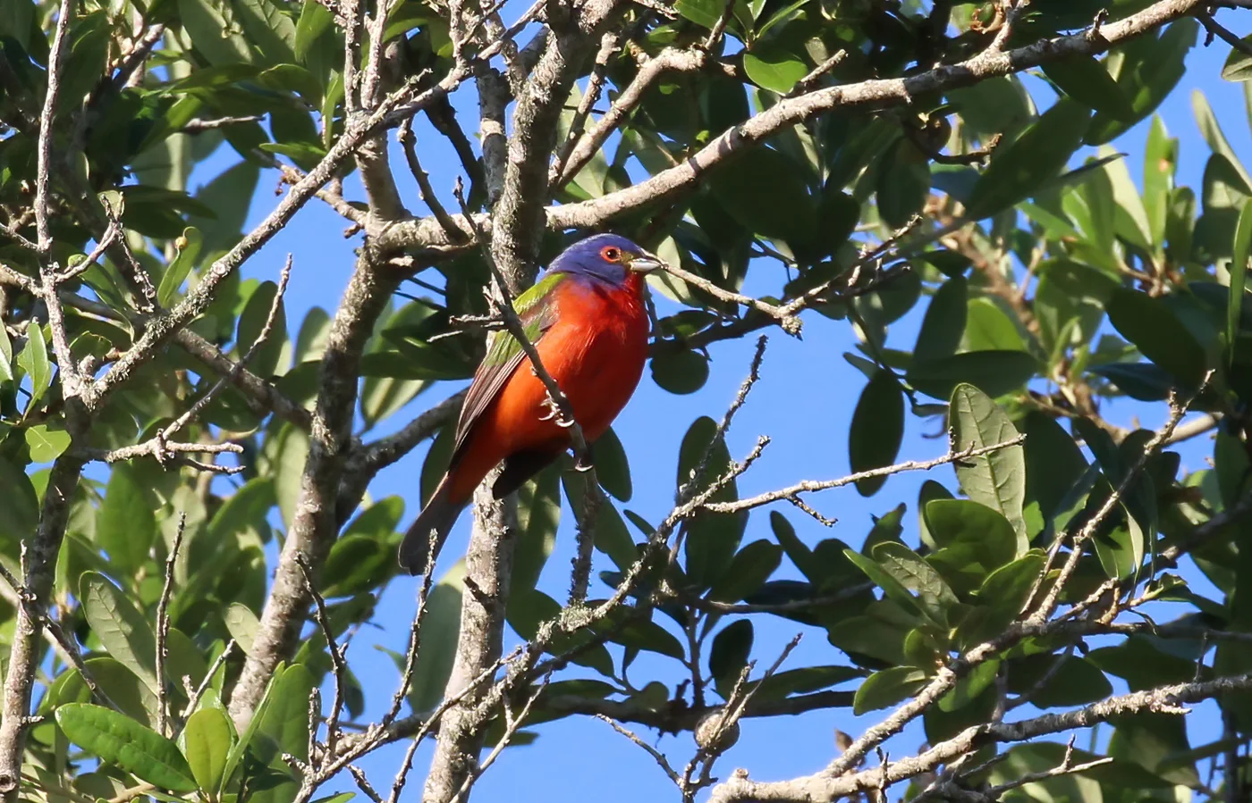 Painted Bunting