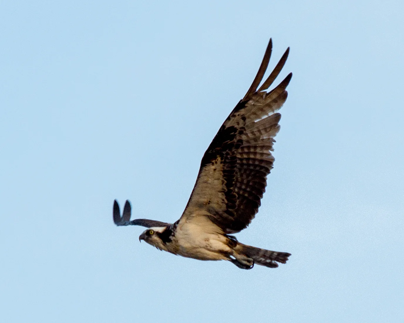 Osprey