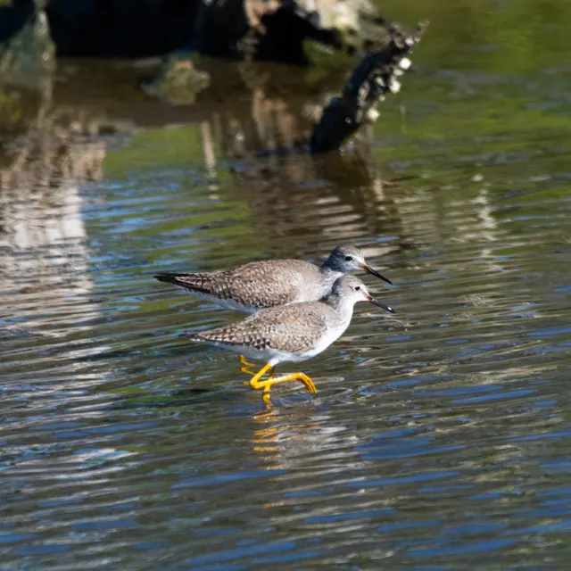 Lesser Yellowlegs