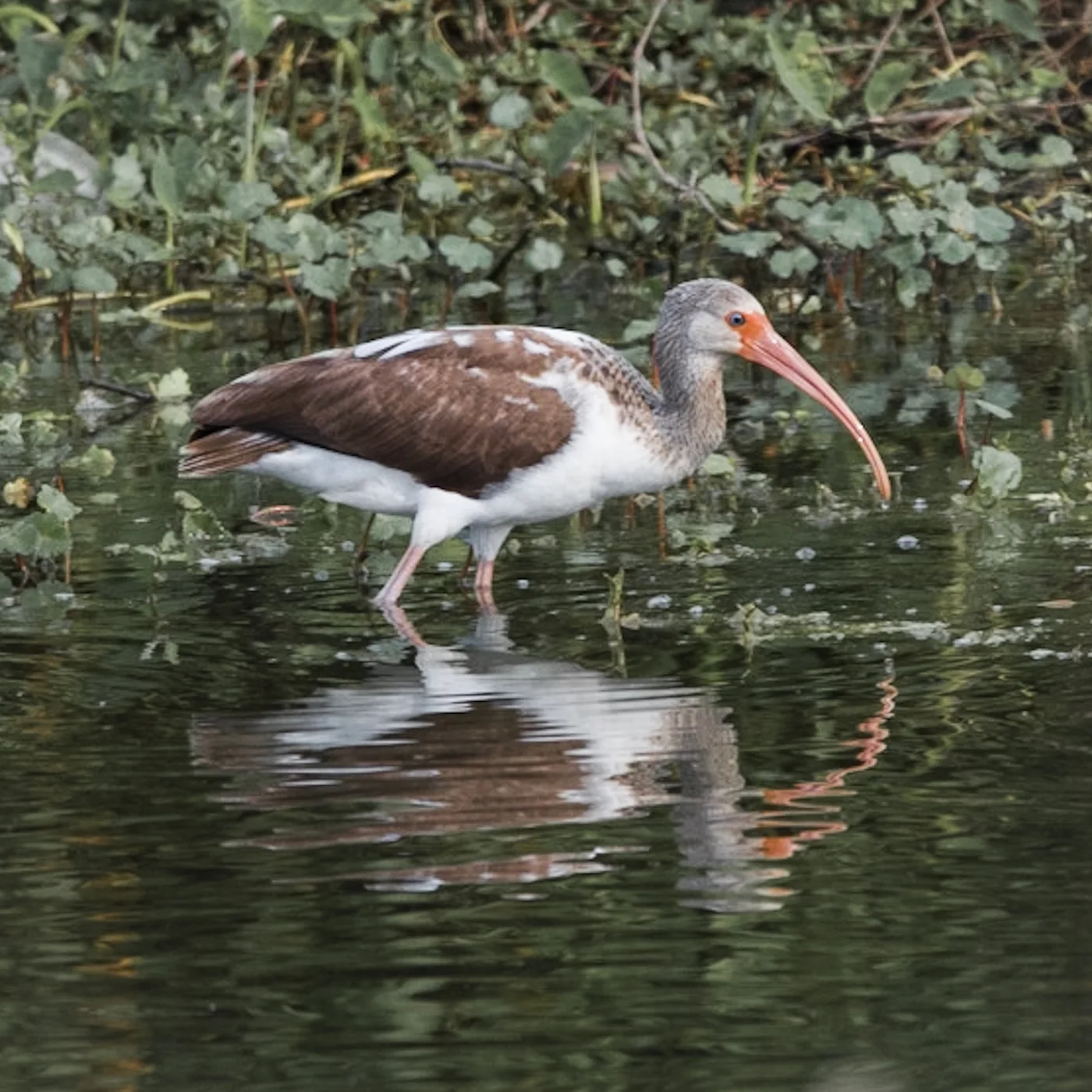 White Ibis Immature