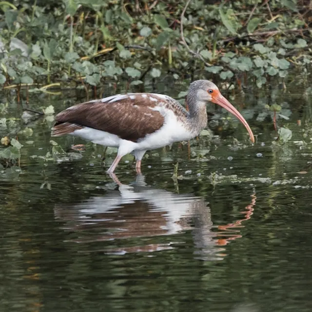 White Ibis Immature