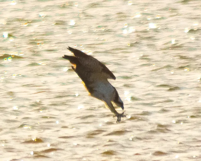 Osprey diving