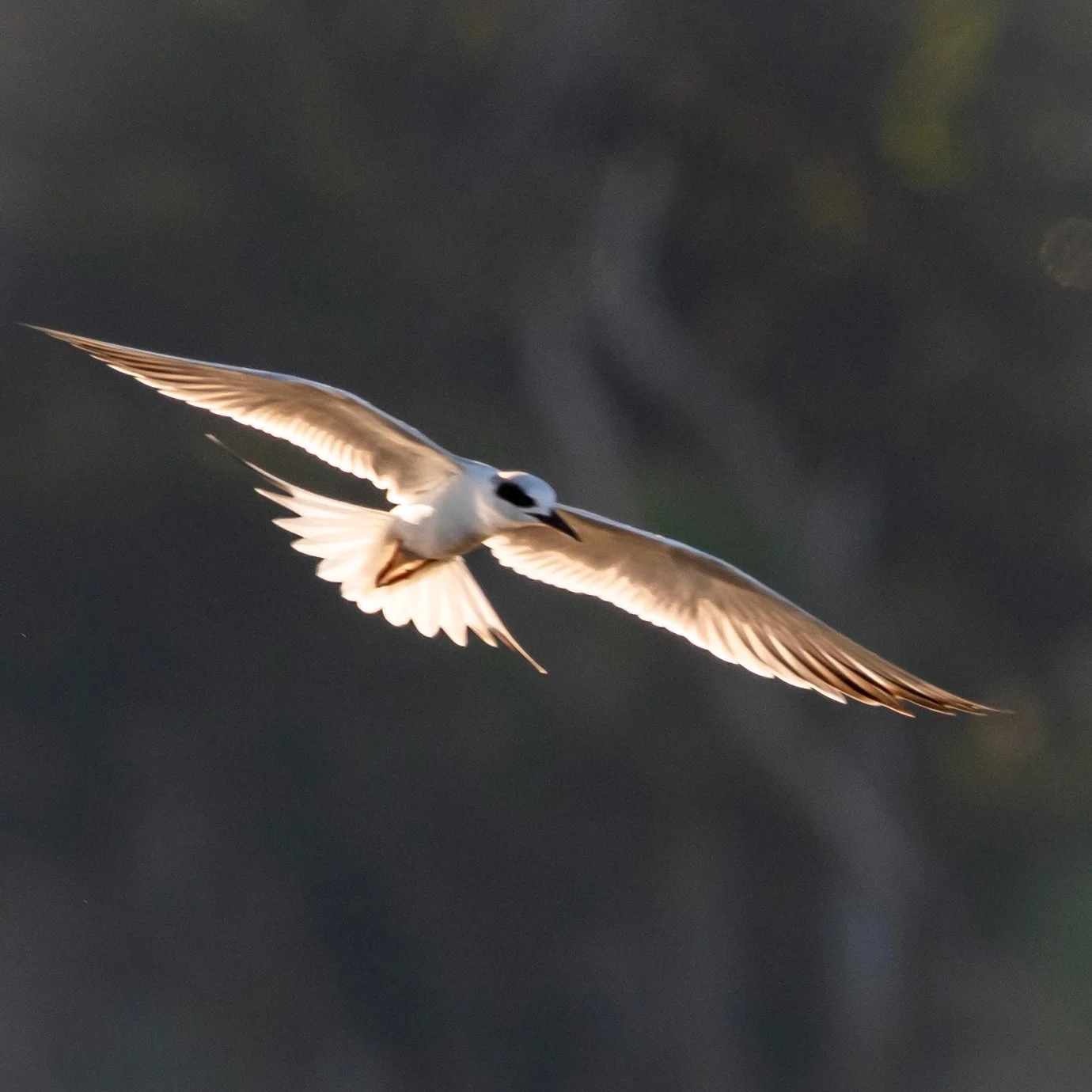 Forster's Tern winter