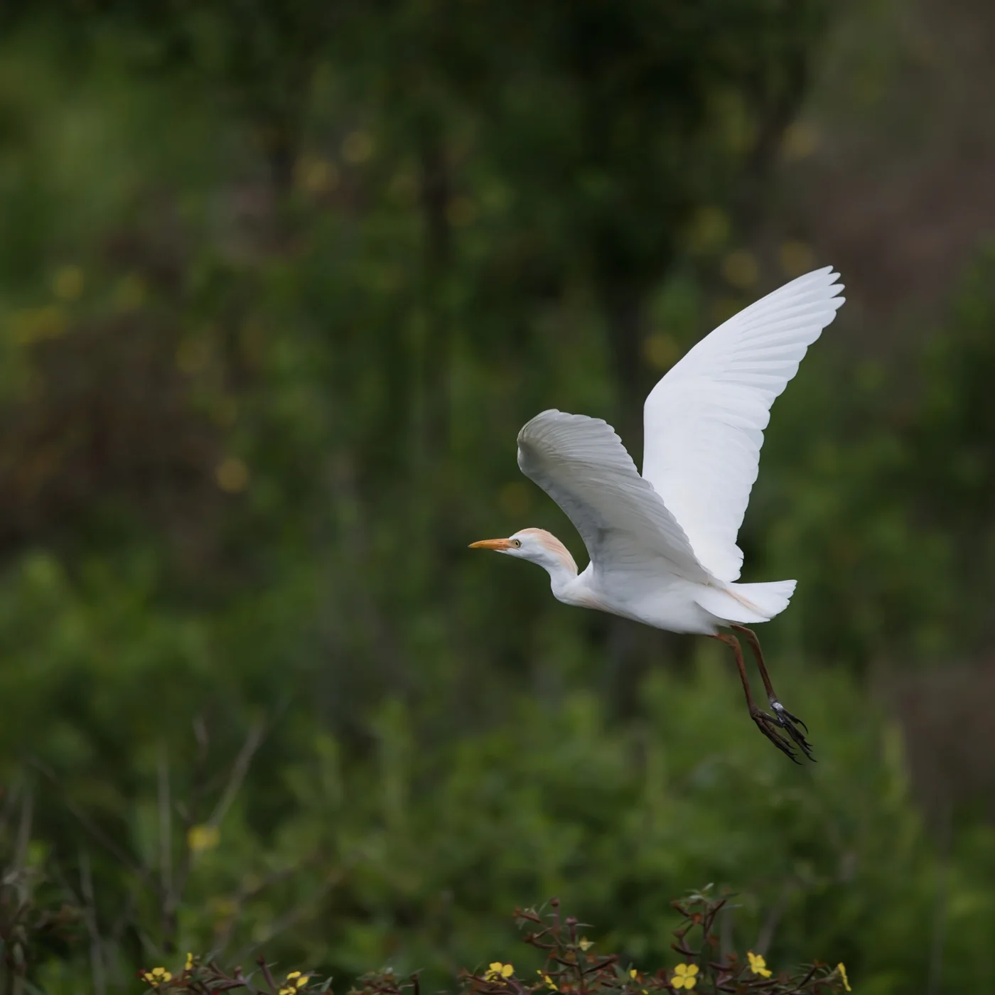 Cattle Egret