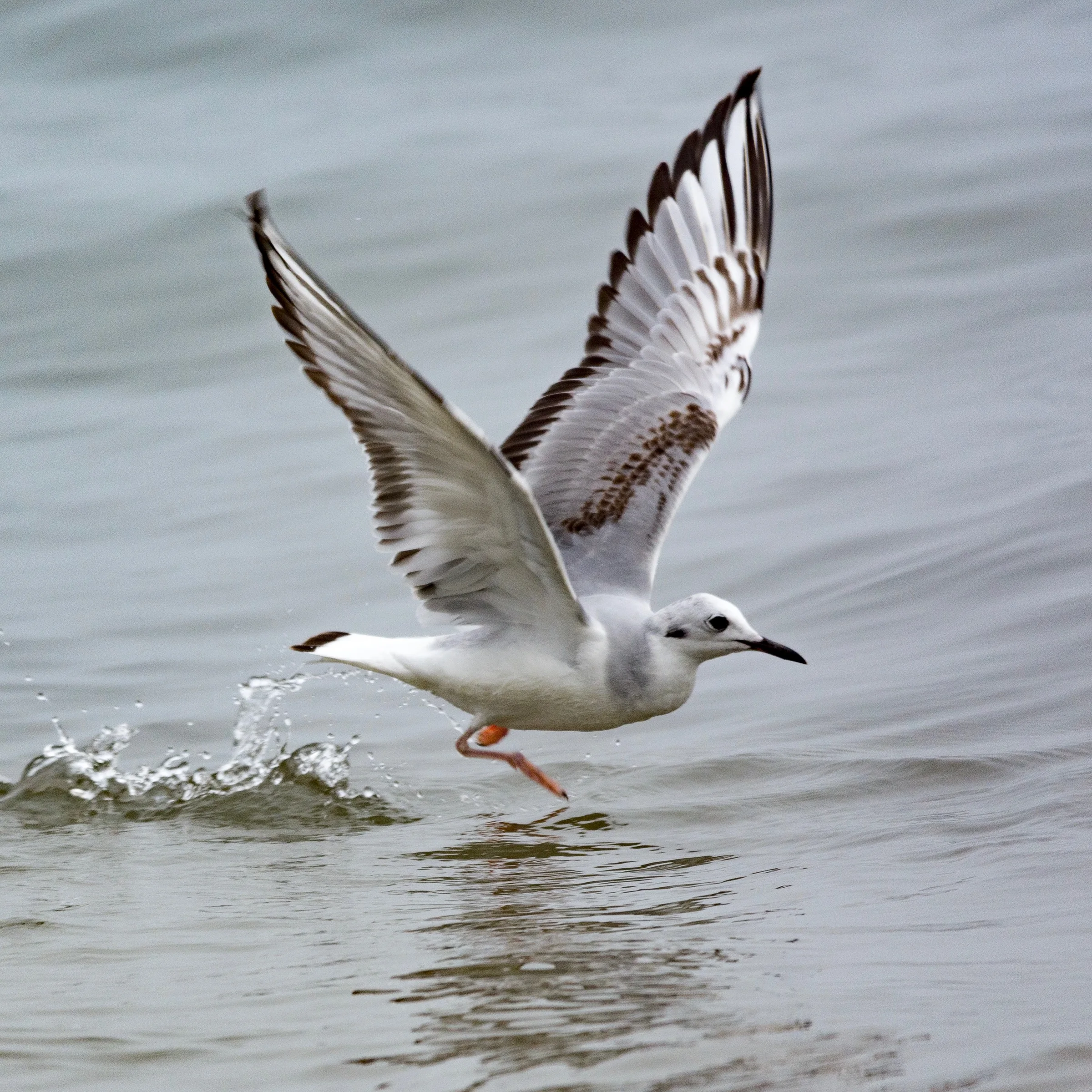 Bonaparte's Gull 1st winter