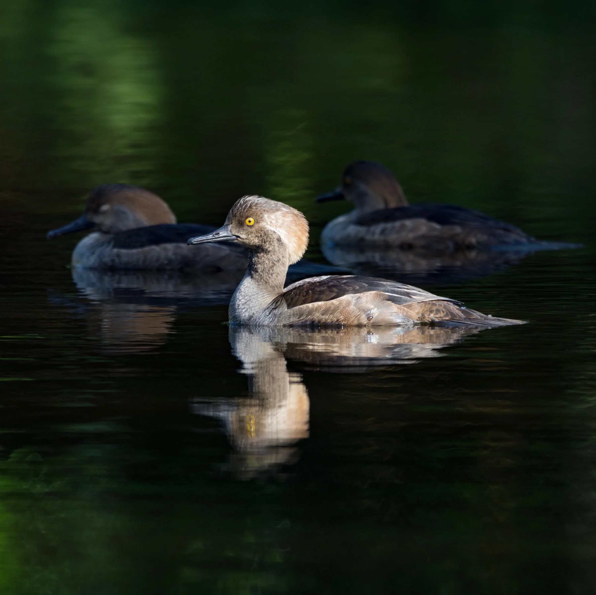 Hooded Merganser
