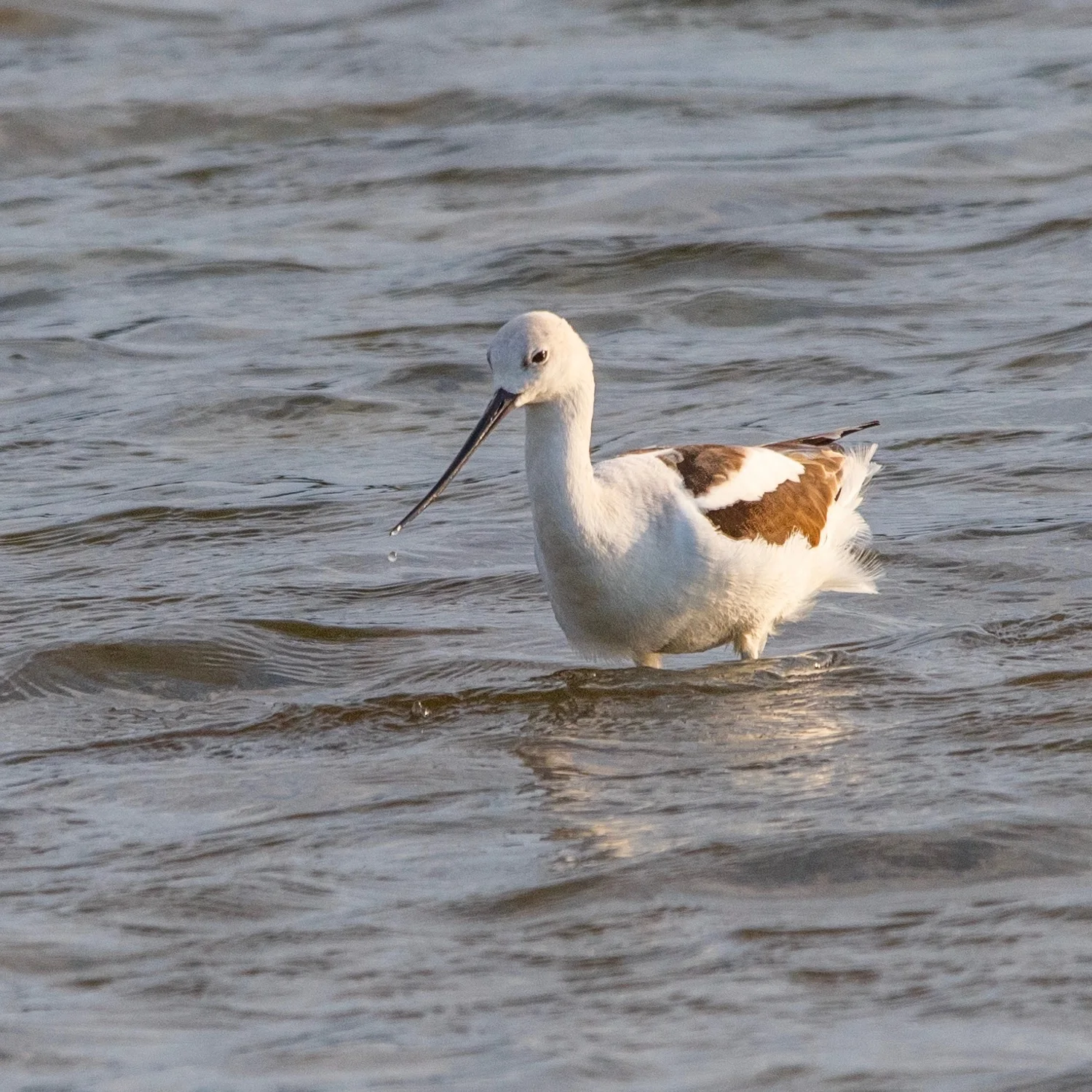 American Avocet