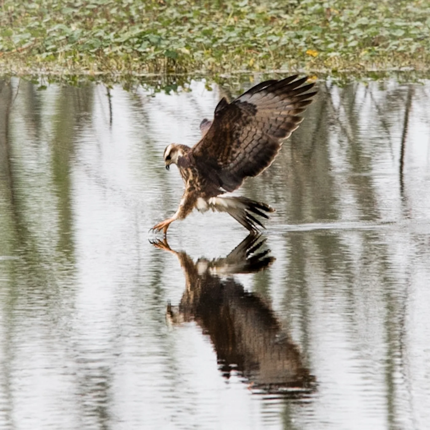 Osprey