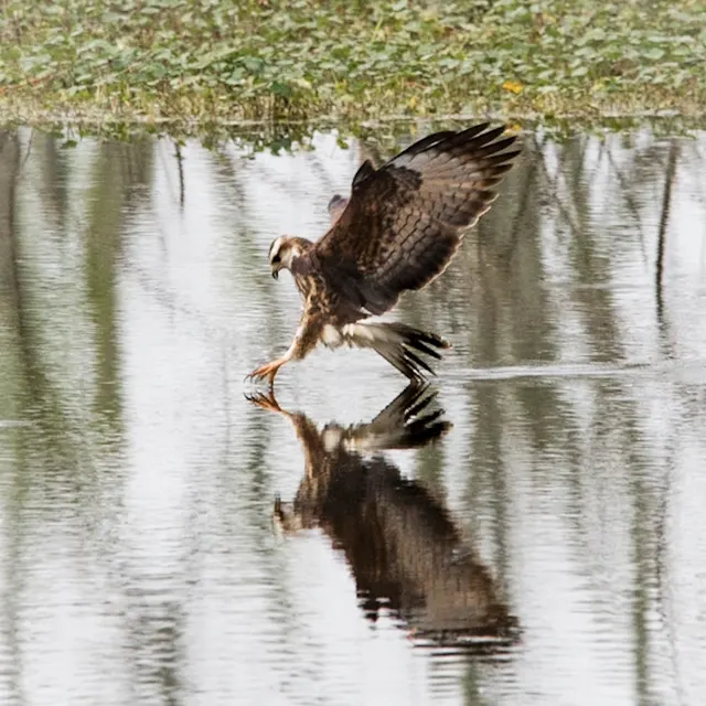 Osprey