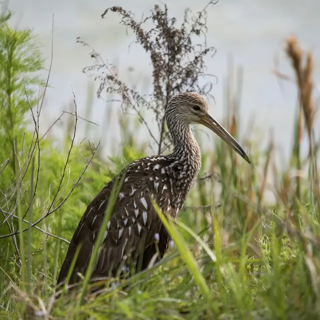 Limpkin