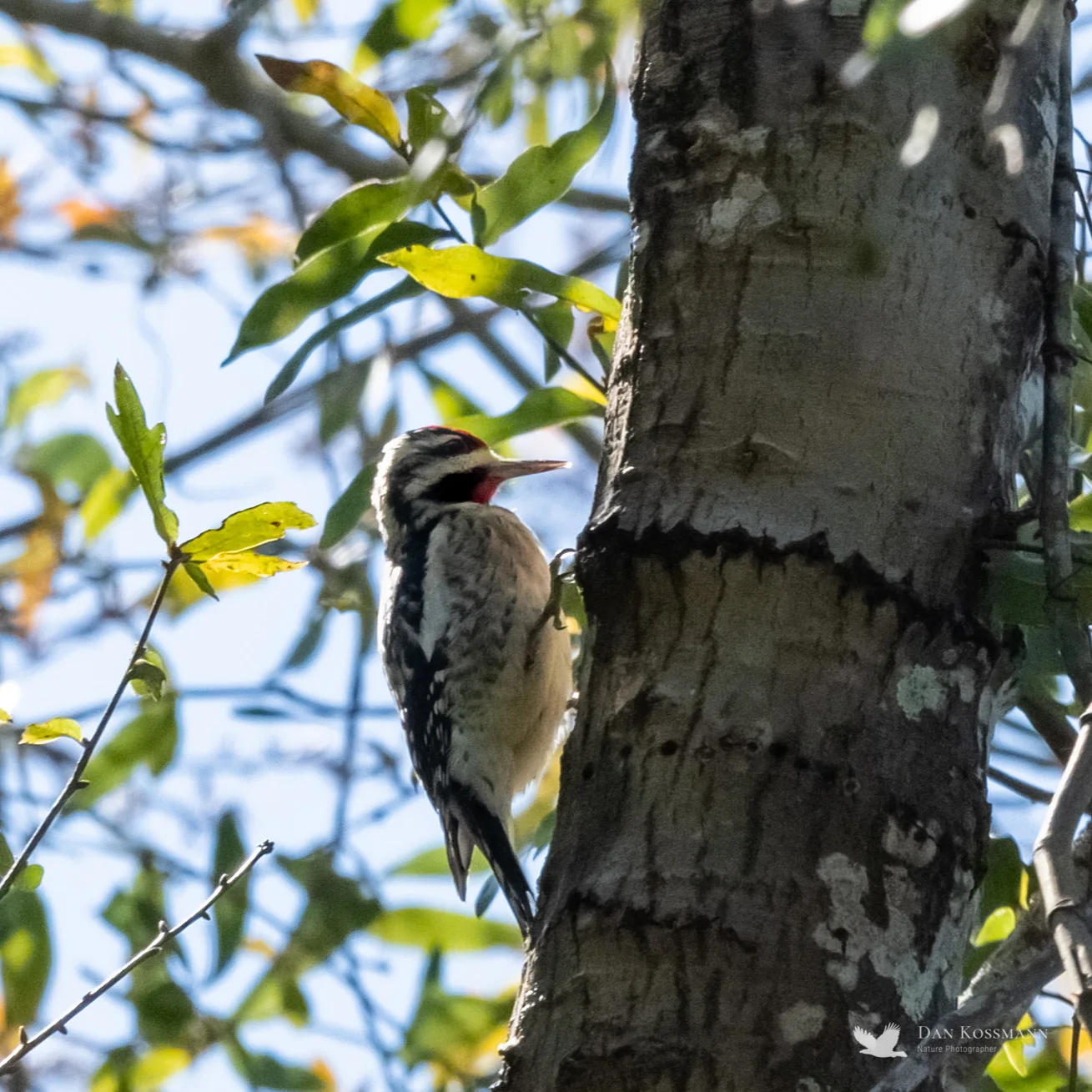 Yellow-bellied Sapsucker