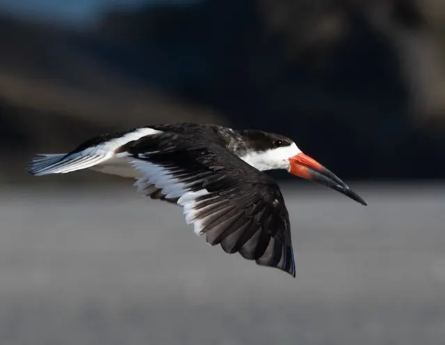 Black Skimmer