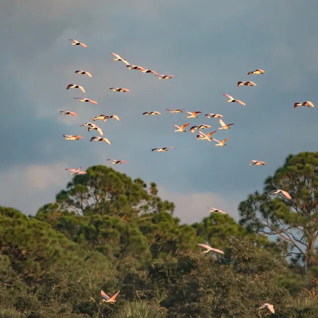 Roseate Spoonbills on the move