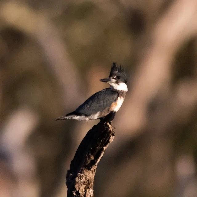 Belted Kingfisher on snag