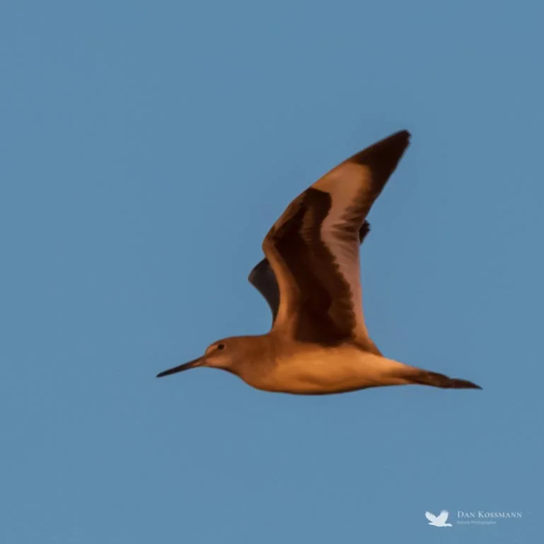 Willet