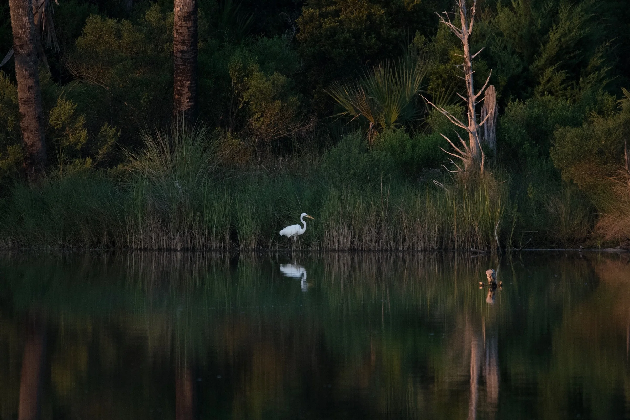 Great Egret