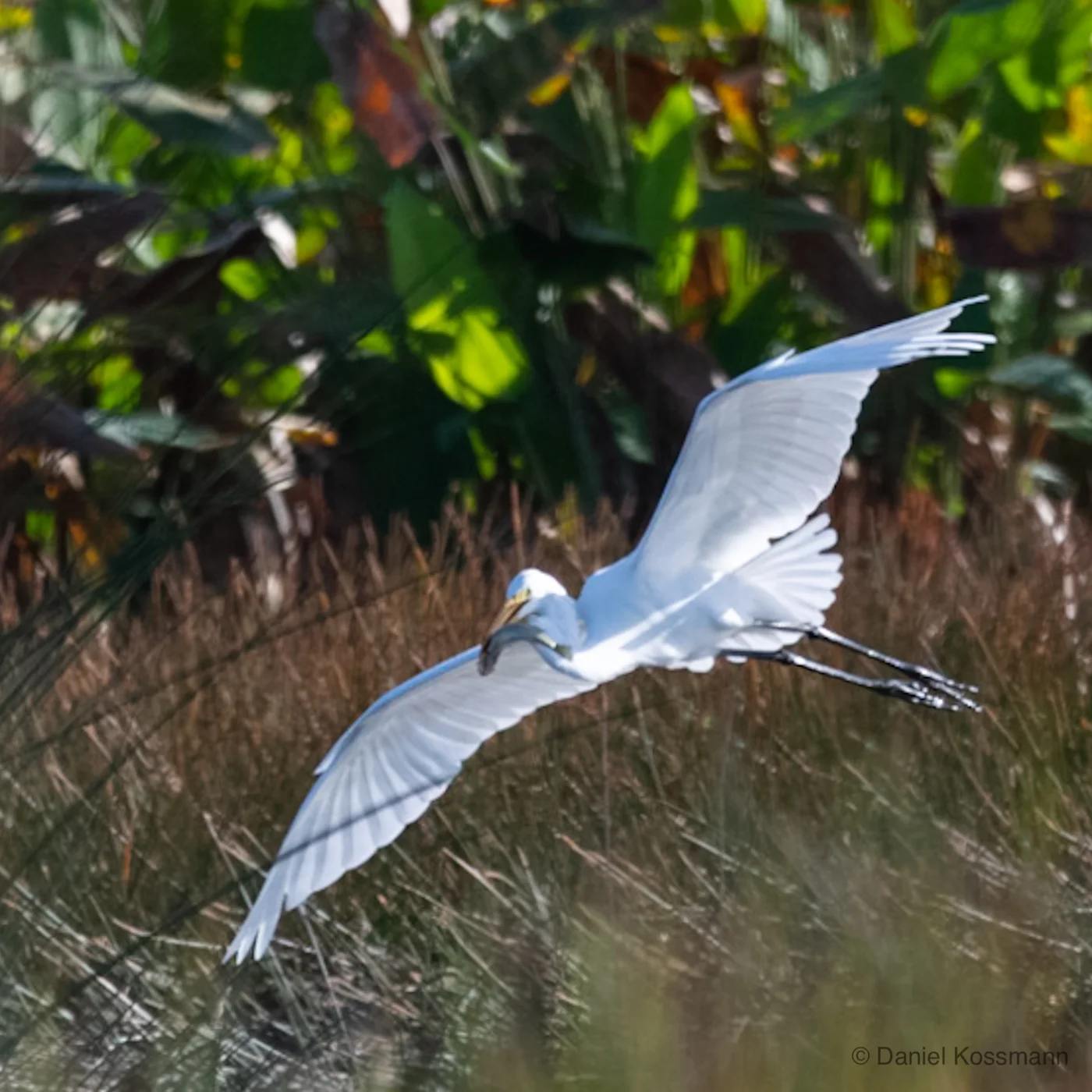 Great Egret taking off