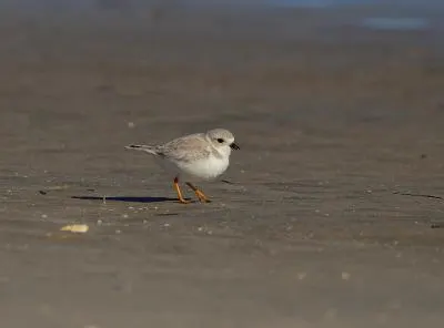 Piping Plover at Huguenot