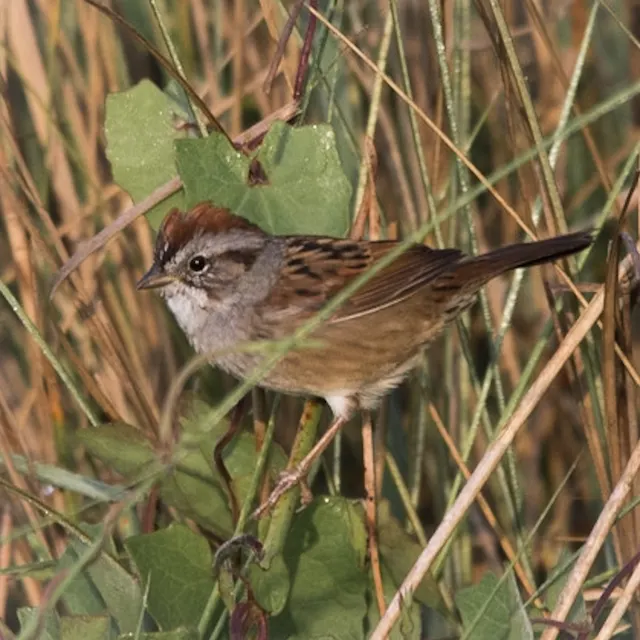 Swamp Sparrow