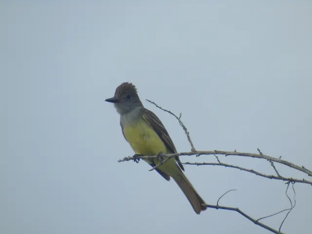 Great Crested Flycatcher