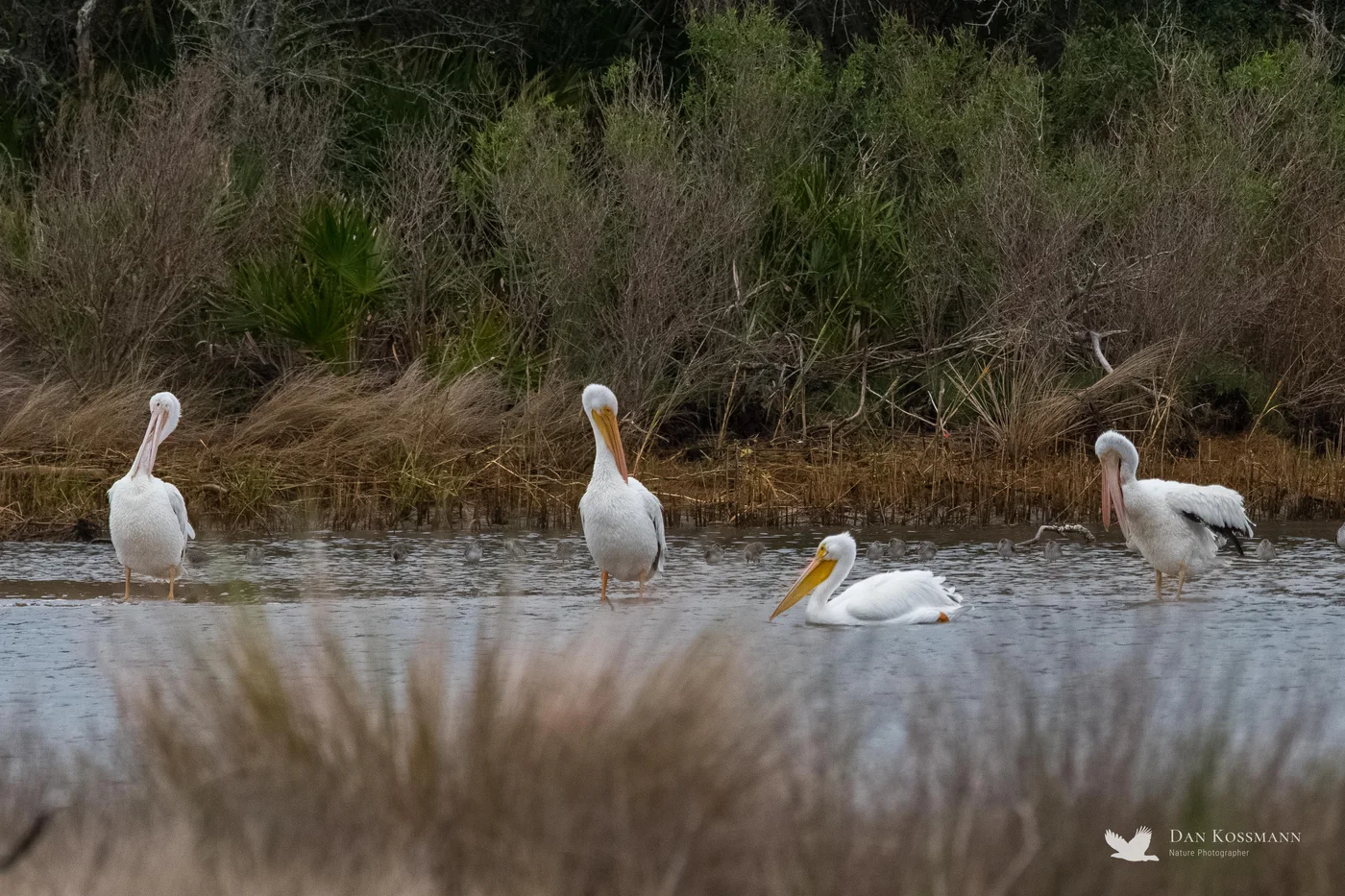 American White Pelicans