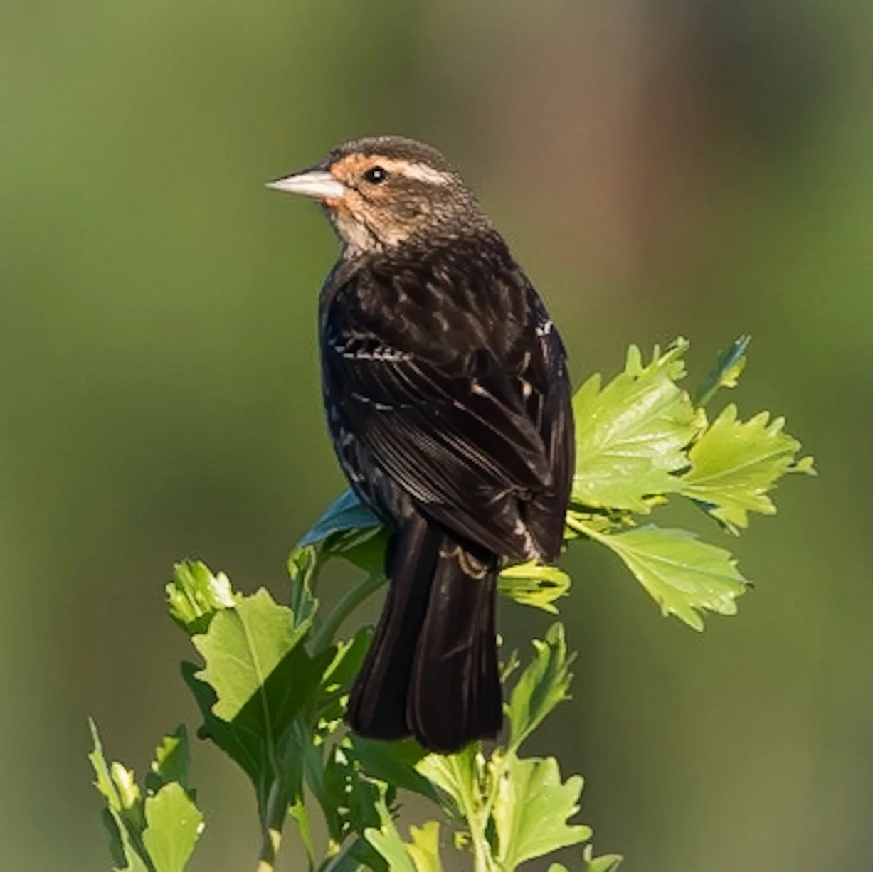 Red-winged Blackbird female