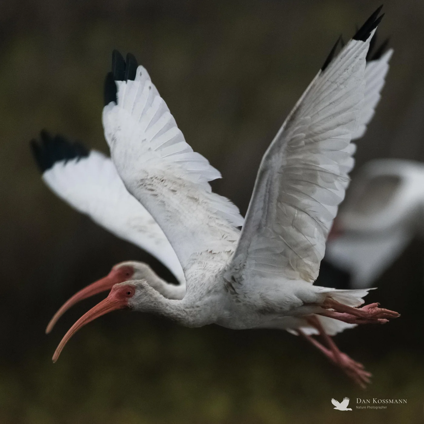 White Ibis in flight