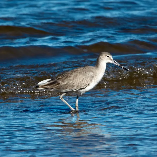 Willet