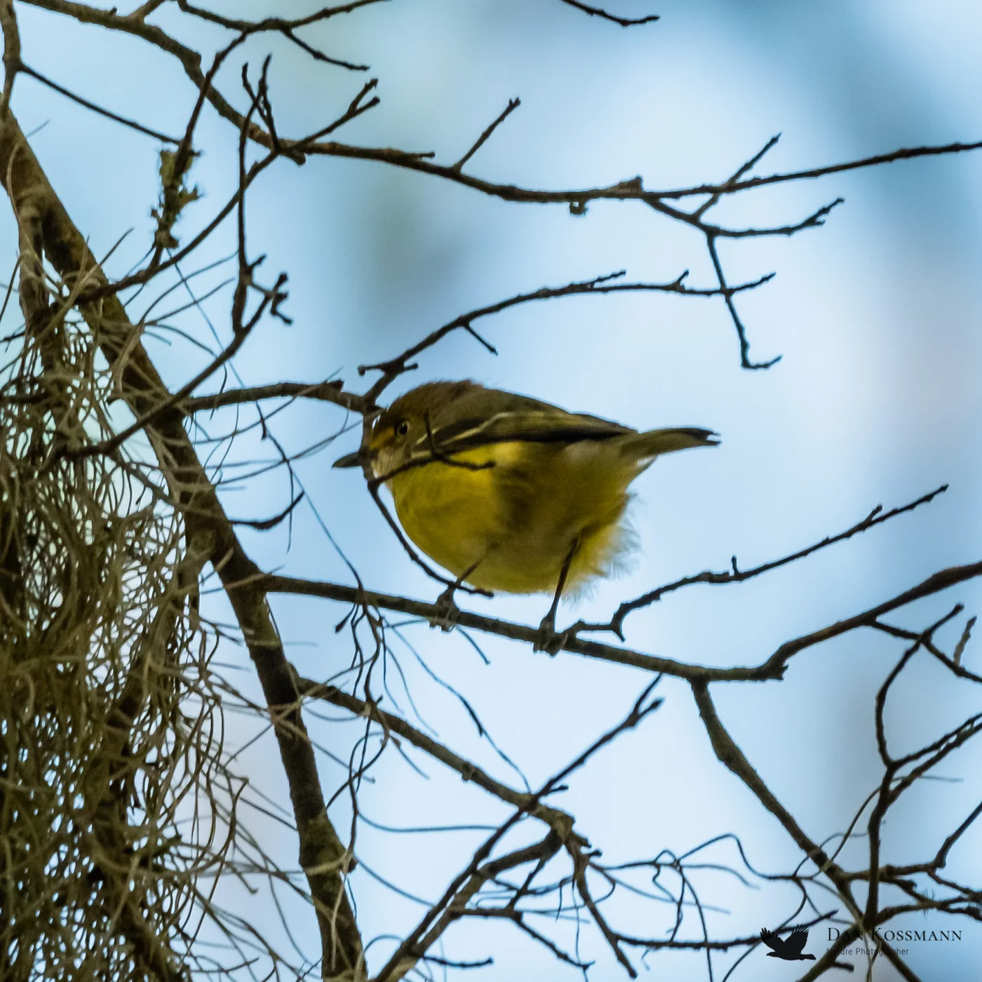 Pine Warbler