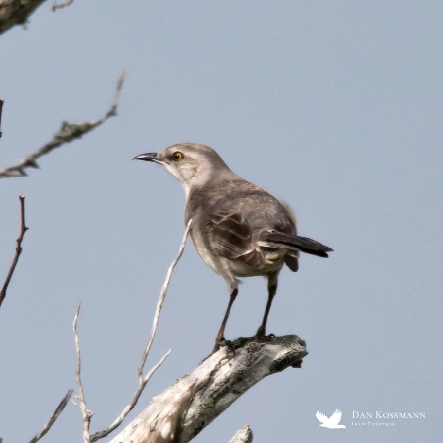 Northern Mockingbird
