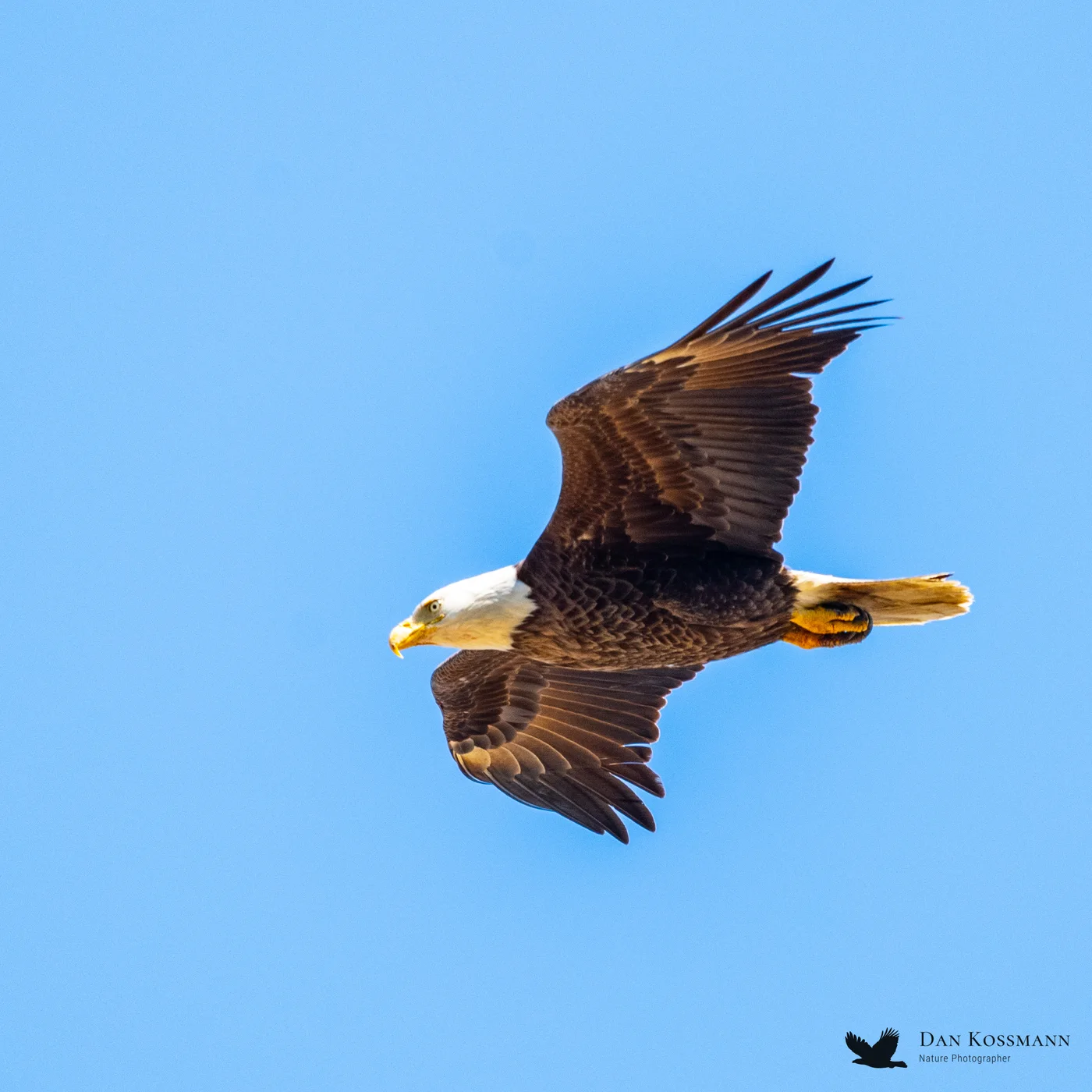 Bald Eagle overhead