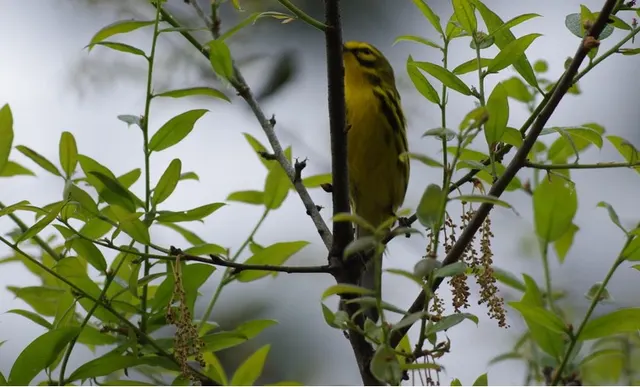 Warbler in the willows