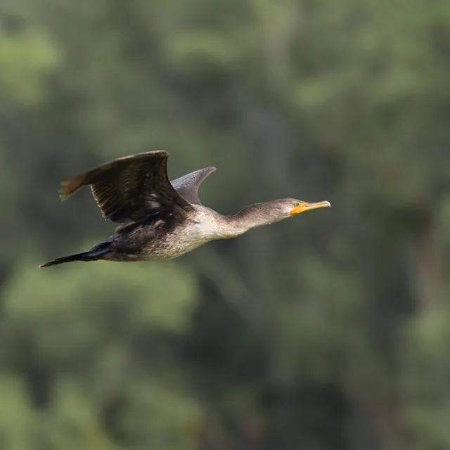 Double-crested Cormorant