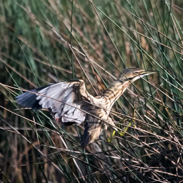 Bittern in the rushes
