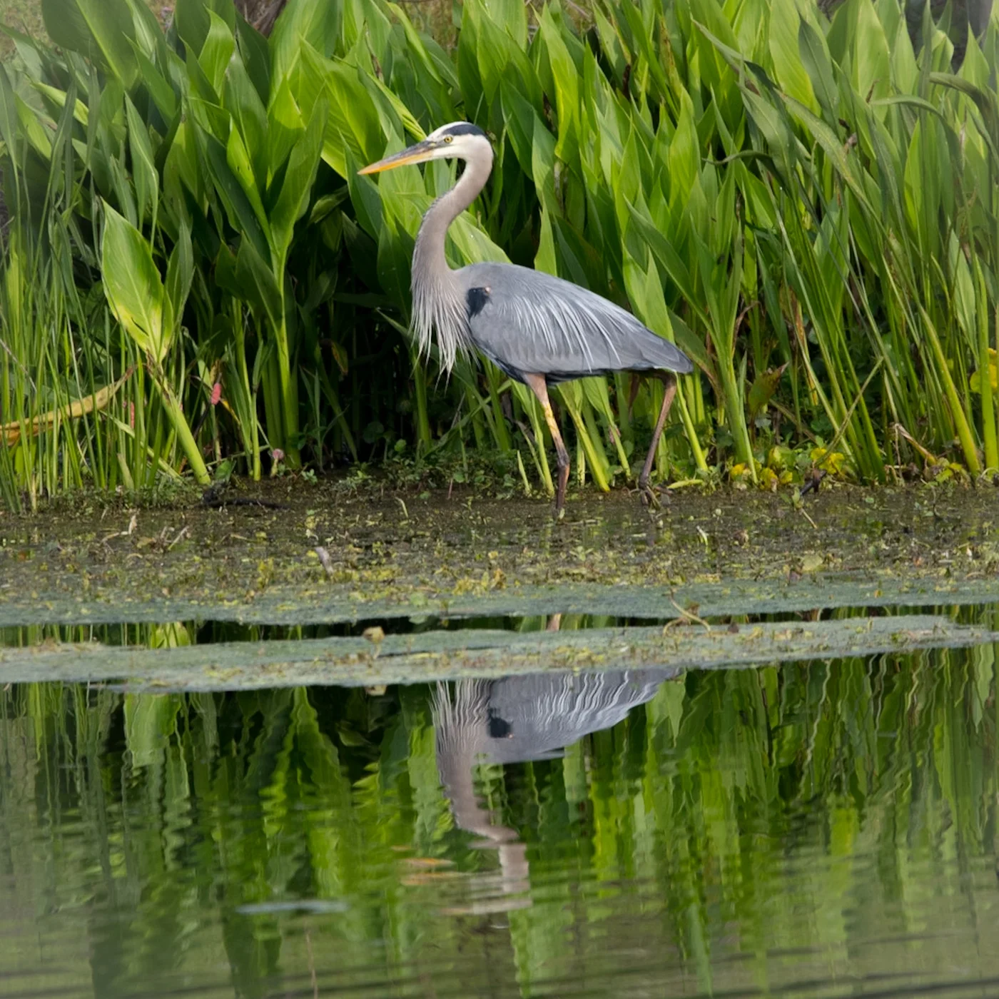 Great Blue Heron