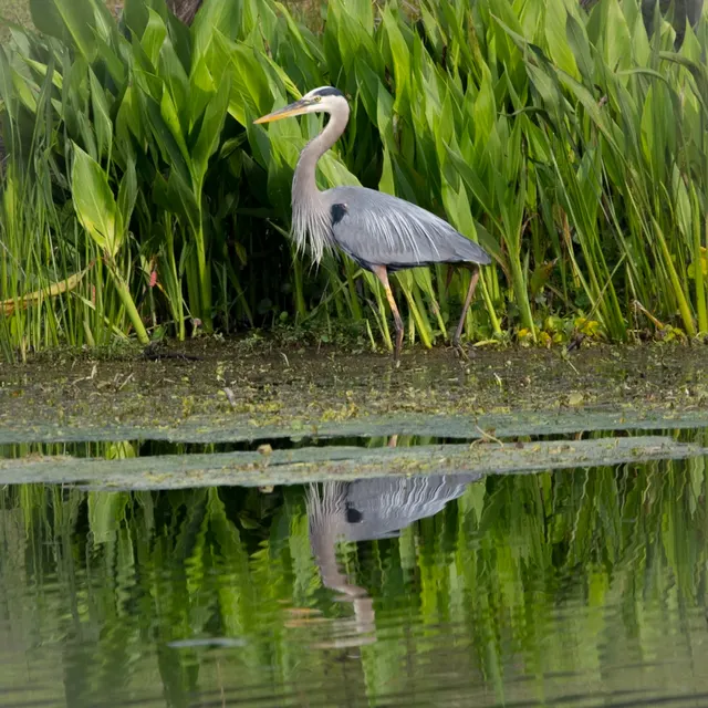 Great Blue Heron