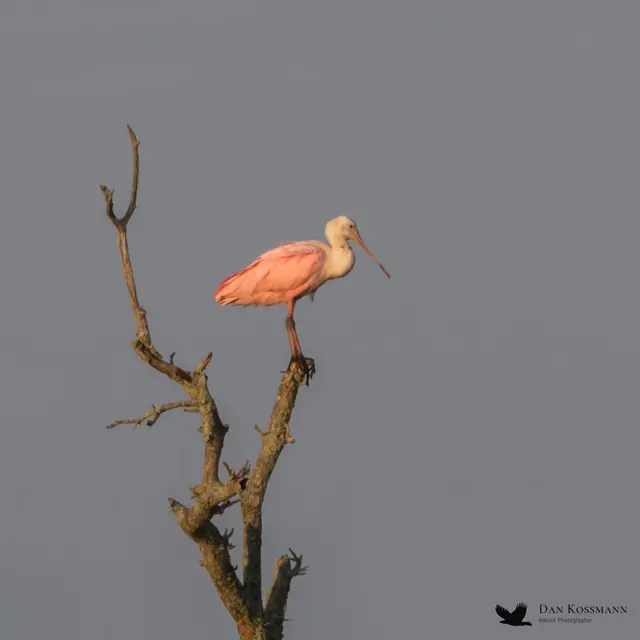 Roseate Spoonbill on snag