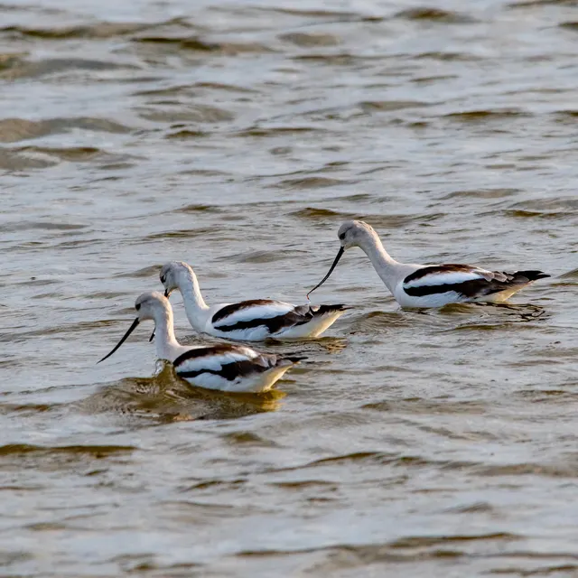 American Avocets on the hunt
