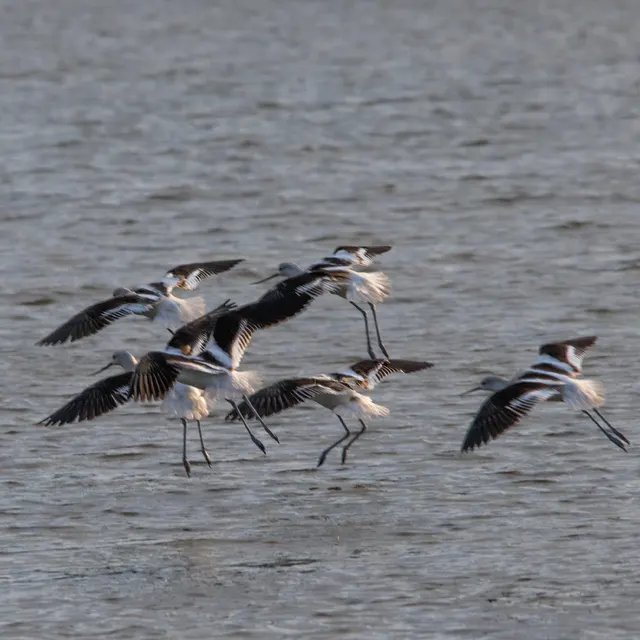 American Avocets in flight