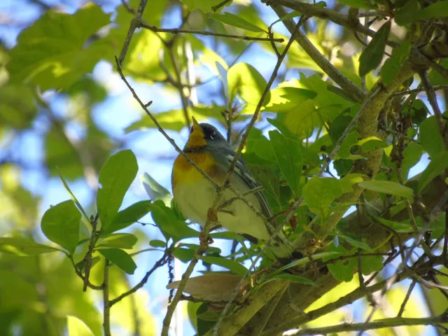 Northern Parula at Fort Clinch