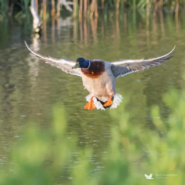 Mallard male landing