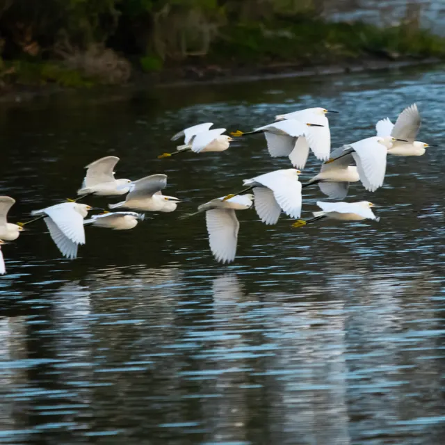 Snowy Egrets on the move